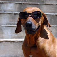 animali in vacanza